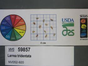 SEED